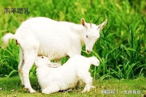 最新吃瓜爆料小羊图片视频,最新图片视频曝光，萌态可掬引网友热议